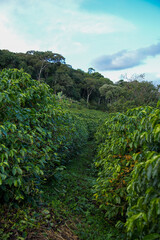 Obraz premium green grass and blue sky