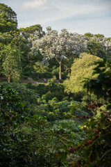 Obraz premium tree in the forest