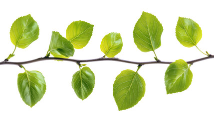 Fototapeta premium Fresh green leaves on a branch on white background 