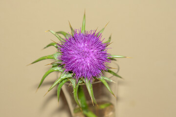 Close up of a purple thistle flower on neutral background