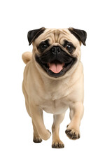 Obraz premium Running Pug Dog PNG on Transparent Background – Cute Realistic Clipart for Pet Stickers and Advertising Design 