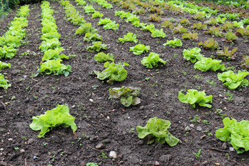 rural landscape. leaf lettuce in garden beds	