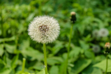 close-up of a dandelion seed head (Taraxacum officinale) in its mature, puffball stage, ready to disperse its seeds. beautiful nature macrophotography
