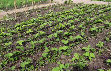 rural landscape. leaf lettuce in garden beds	