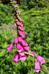 pink flowers in the garden
