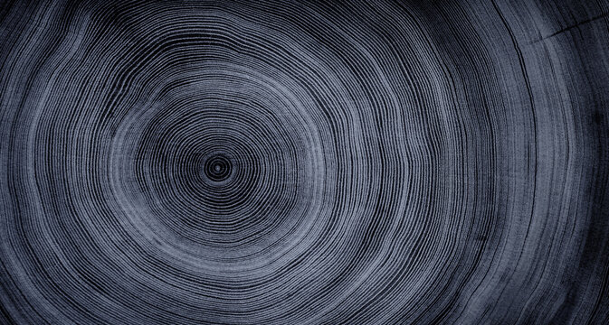 Faded denim blue gray cut wood texture. Detailed black and white texture of a felled tree trunk or stump. Rough organic tree rings with close up of end grain.