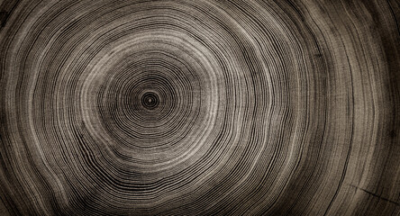 Warm gray cut wood texture. Detailed black and white texture of a felled tree trunk or stump. Rough organic tree rings with close up of end grain.