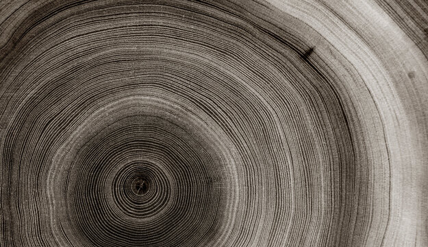 Warm gray cut wood texture. Detailed black and white texture of a felled tree trunk or stump. Rough organic tree rings with close up of end grain.