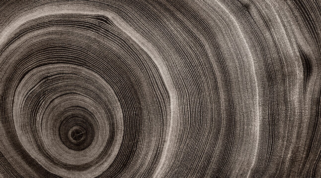 Warm gray cut wood texture. Detailed black and white texture of a felled tree trunk or stump. Rough organic tree rings with close up of end grain.