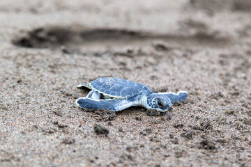 A baby green turtle (Chelonia mydas) crawling to the ocean on the beach in Costa Rica.