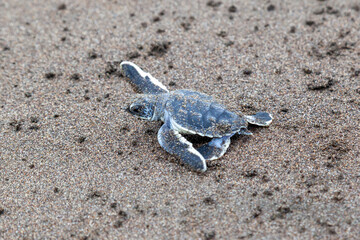 A baby green turtle (Chelonia mydas) crawling to the ocean on the beach in Costa Rica.