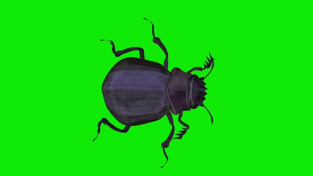 Scarab Beetle - Walking Loop - Top Close Up View - Green Screen - Realistic naturalistic cinematic Full HD 3D animation isolated on chroma key background
