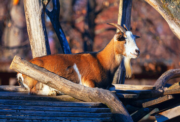 Goat resting on a wooden structure made of logs and planks, basking in warm sunlight. Background...