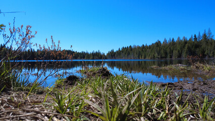 A peaceful lake with lush vegetation, reflecting the azure blue sky. The forest and lush vegetation create a captivating natural setting, ideal for relaxing and appreciating the beauty of nature.
