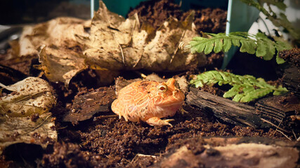 Vivid image of a colorful Pacman frog amidst soil, leaves, and ferns, depicting its natural habitat, showcasing details and surroundings.