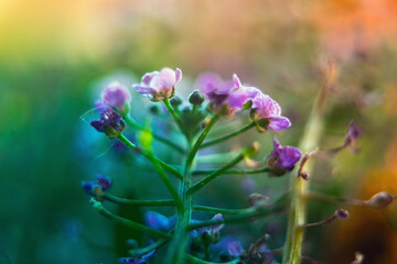 Dreamy look of potted flowers
