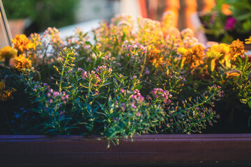 Spring potted flowers on the patio