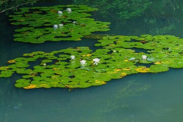 ひっそりと咲く満開の白いスイレンの花