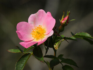 Close-up of a Solitary Dog Rose - Rosa canina in bloom. Oeiras, Portugal. Selective focus. Natural background. Copy space.