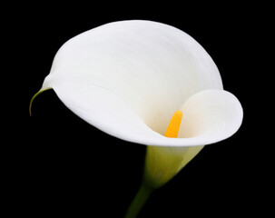 Close-up of a white, Calla Lily in natural light isolated on a black background. Zantedeschia aethiopica. Selective shallow focus on spadix. Cutting path.