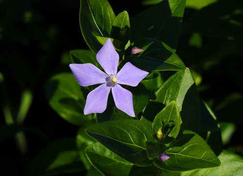 Portugal. Close-up of a perfect example of a solitary blue, Intermediate Periwinkle flower - vinca difformis. Selective focus. Has medicinal uses - Contains alkaloids used in chemotherapy for leukemia