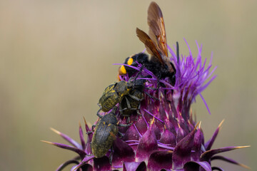Mammoth wasp and thistle bud weevil on a blooming thistle. Copy space. Spring time in Greece. Megascolia maculata, larinus carlinae.
