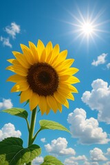 Bright sunflower in full bloom under clear blue sky with shining sun and fluffy white clouds, symbolizing summer, growth, positivity, and natural beauty in vibrant outdoor scenery

