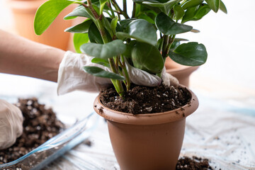 Gardening hands with gloves repotting houseplant in terracotta pot, close up of green foliage and soil, home gardening, indoor plant care, organic lifestyle, eco friendly activity