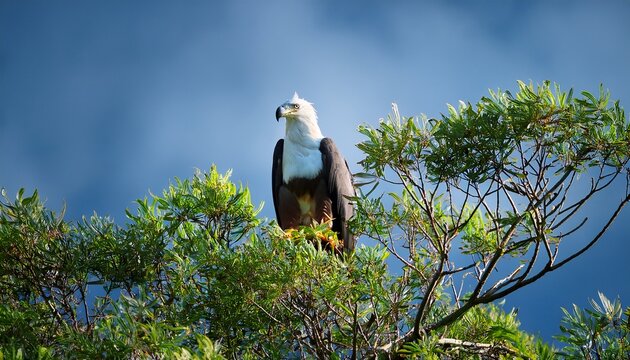 white bellied sea eagle high in foliage of tree