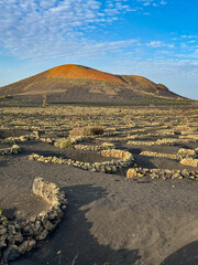 Vast expanse of unique vineyards in Lanzarote, where grapevines are cultivated in rounded stone...