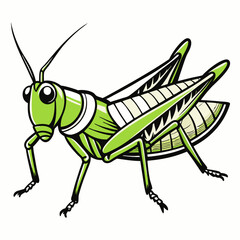 Grasshopper Line Art on White Background Detailed Illustration of an Insect in Black and White