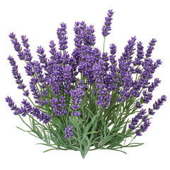 Obraz premium A bunch of purple lavender flowers a beautiful floral display nature's fragrant gift