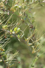 Birch Leaf Mountain Mahogany, Cercocarpus Betuloides Variety Betuloides, a dear native shrub displaying immature cylindric trichomatic achene fruit during Spring in the Santa Monica Mountains.