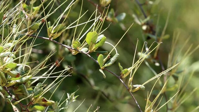 Birch Leaf Mountain Mahogany, Cercocarpus Betuloides Variety Betuloides, a dear native shrub displaying immature cylindric trichomatic achene fruit during Spring in the Santa Monica Mountains.