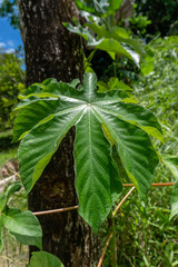 Close-up of a Cassava Leaf in a Tropical Environment