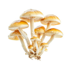 Cluster of pale yellow mushrooms growing together on a white background a delightful collection of fungi