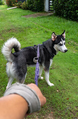 Walking a Siberian Husky on a Leash in a Lush Green Garden