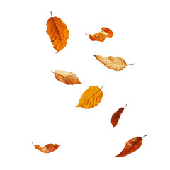 Fototapeta premium Autumn leaves falling vibrant colors abstract art design