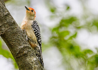 Close-up of a Red-bellied Woodpecker perched on a tree trunk, with vibrant plumage and detailed bark texture. Soft green bokeh background creates a peaceful, natural setting.