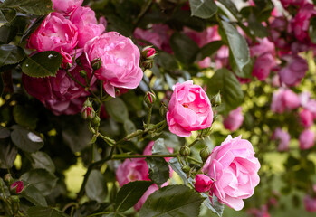Vibrant pink roses in full bloom with soft green foliage and a blurred garden background. A bright, serene image perfect for themes of nature, romance, and summer.
