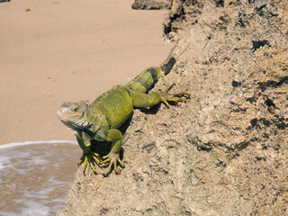 The Iguana