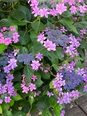 pink flowers in the garden