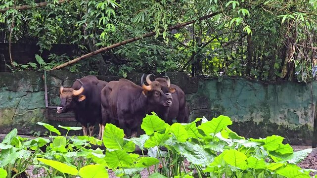 Herd of Gaurs (Bos gaurus) Grazing Peacefully in Natural Wildlife Reserve &ndash; Large Wild Cattle Known as Seladang in Tropical Habitat