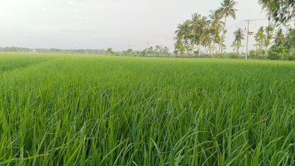 Fototapeta premium green grass field
