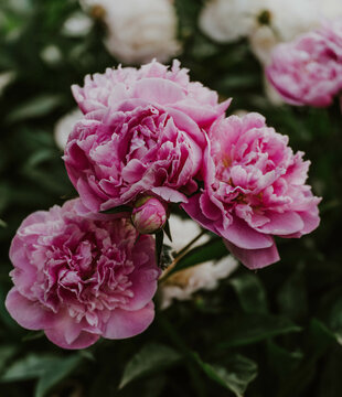 summer peonies 
