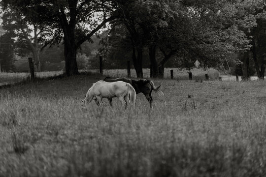 Black and white horses 