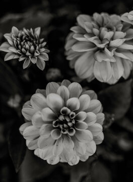 Black and White Zinnia 