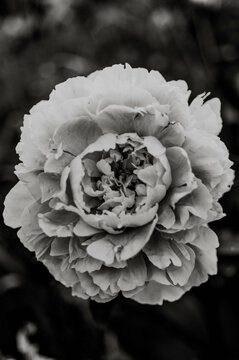 Black and white peony 