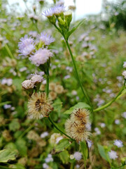 wildflower in the garden