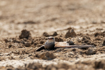 Echada casi en la orilla de la laguna esta Canastera (Glareola pratincola)